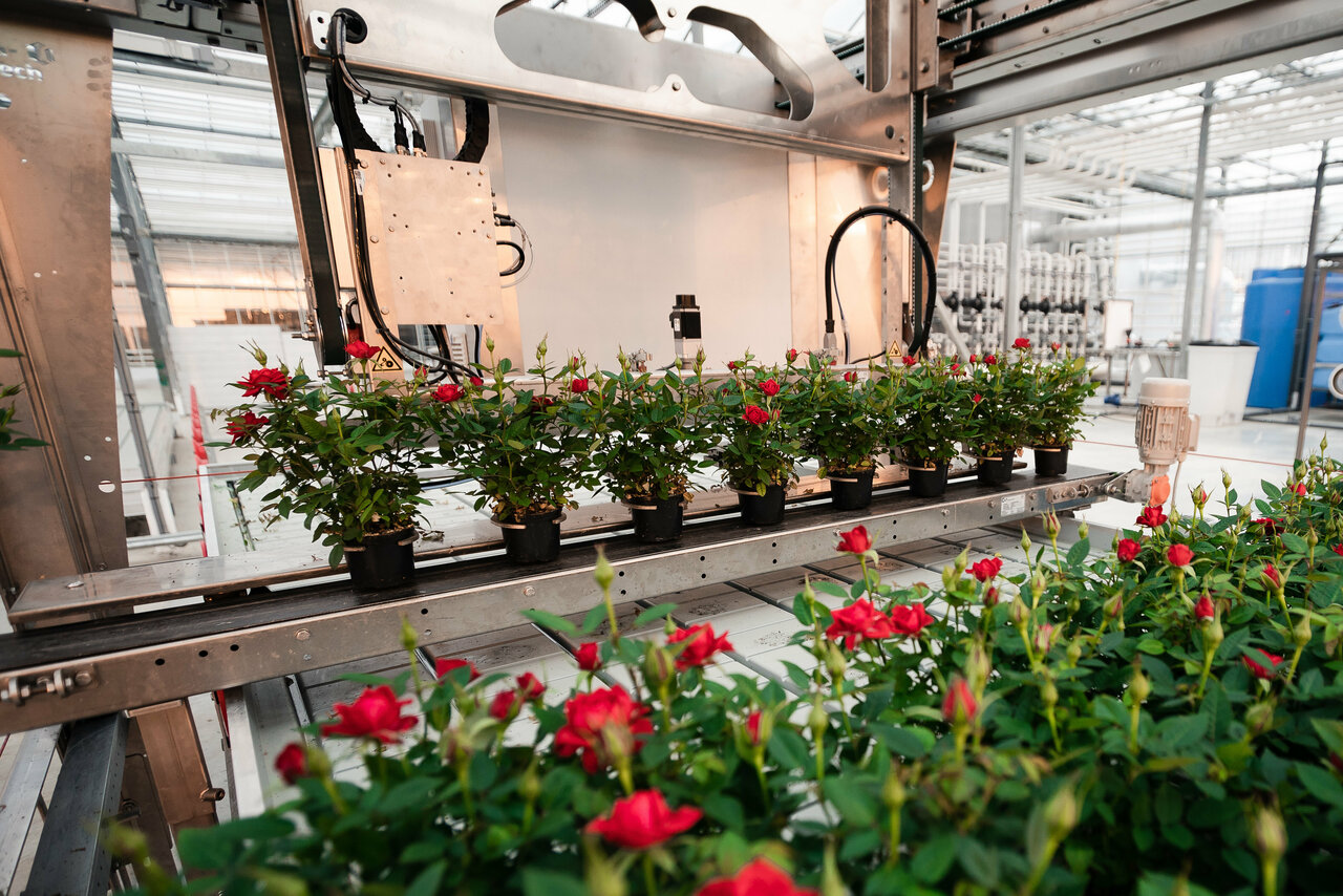 Labour-savings with potting and spacing robotics